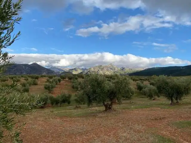 Olive grove close to the foothills of the Sierra Nevada mountains.