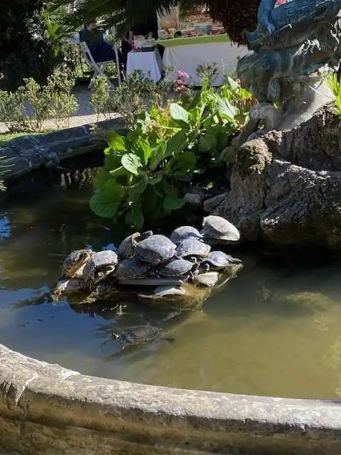 Turtles in a park