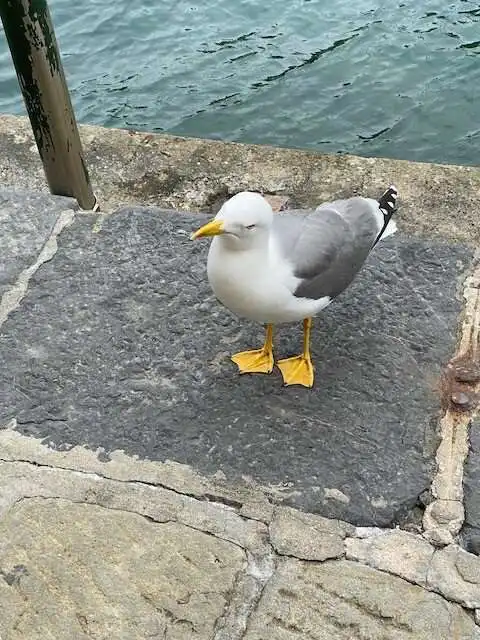 Camera-loving seagull (or whatever)