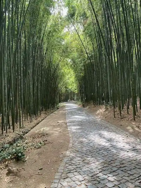 Bamboo grove