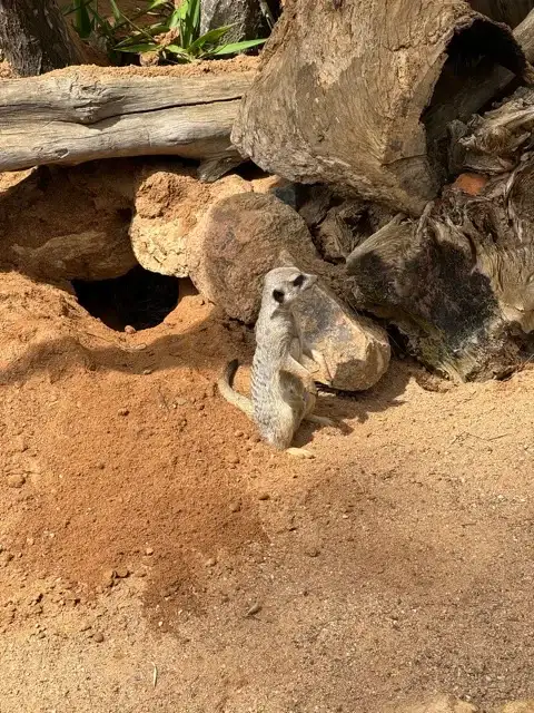 A meerkat at the National Zoo and Aquarium