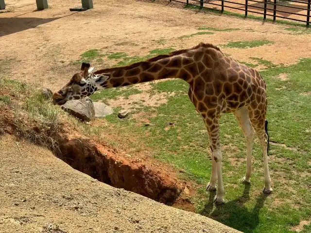 A giraffe nibbling at some grass at the zoo