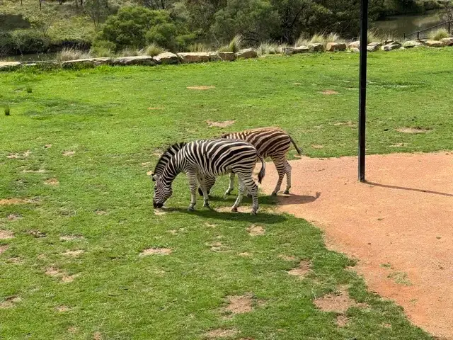 Zebras being zebras at the zoo