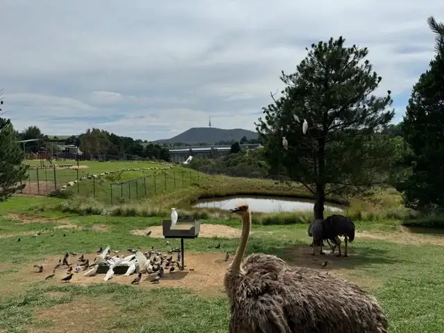 An ostrich photo-bombing my picture of the scenic view from the zoo