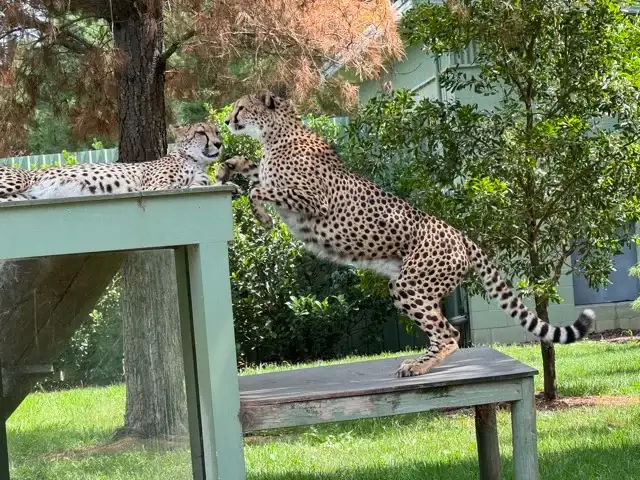 A leopard leaping to say hello to his or her pal
