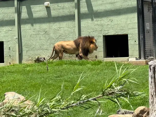 Zooming in on a lion marching between feeding holes