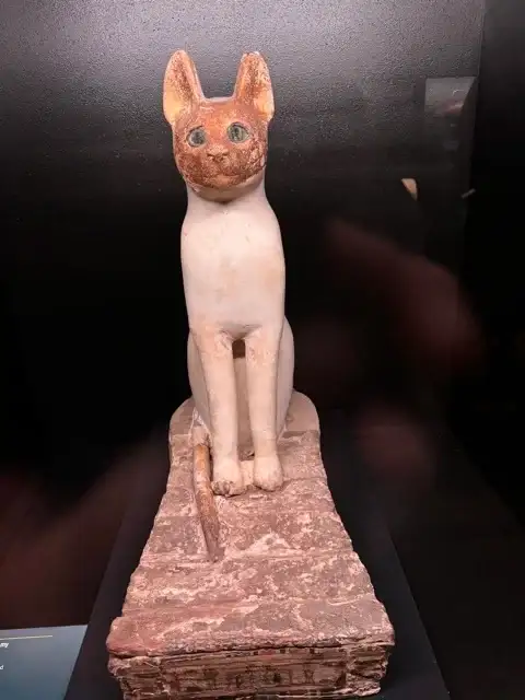 A cat coffin