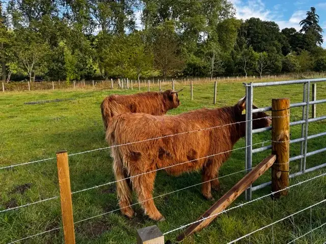 Highland Cows