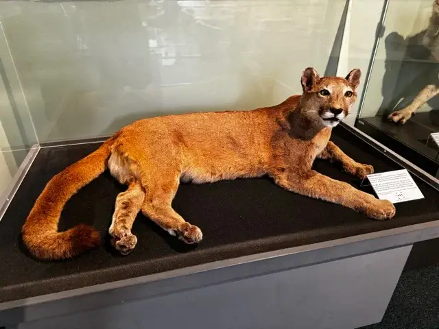 Felicity the puma at the Inverness Museum
