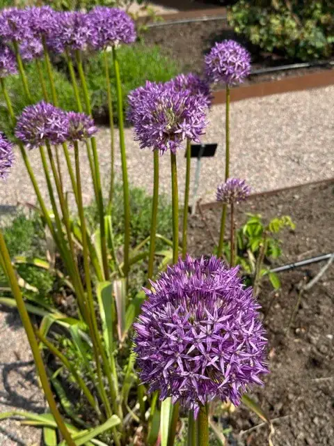Flowers at The Linnaean Gardens of Uppsala