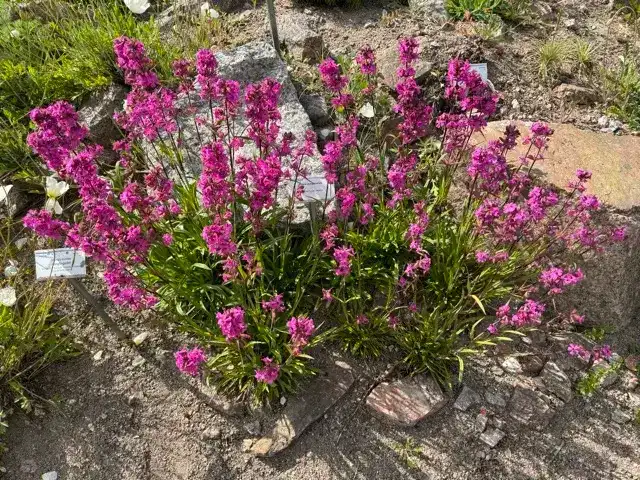 More flowers at The Linnaean Gardens of Uppsala