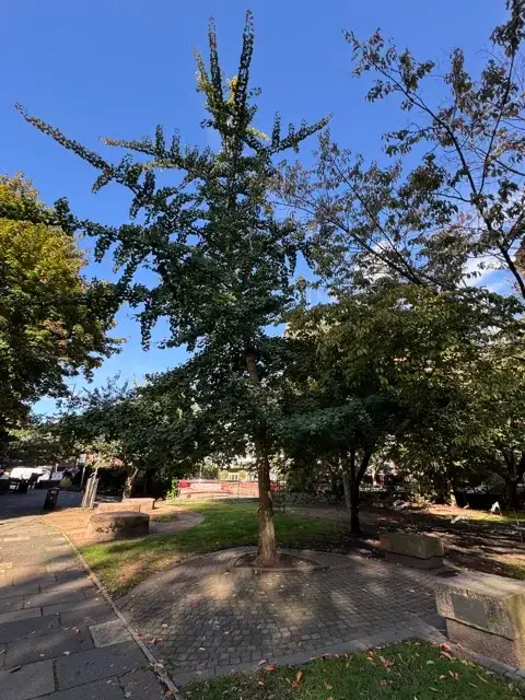 The Tree of Life