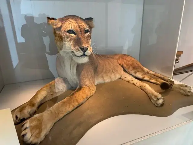 Maude the tigon