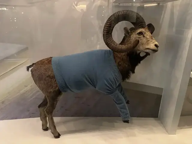 A mouflon (wild sheep) in a tatty, blue, woolly sweater