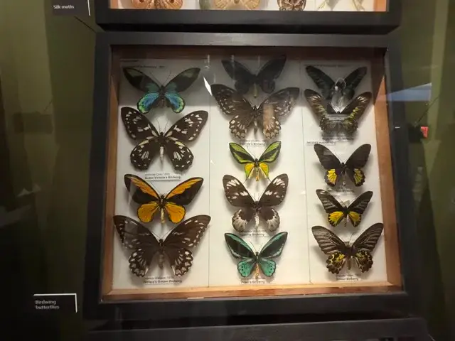 A portion of the butterfly collection at the Manchester Museum