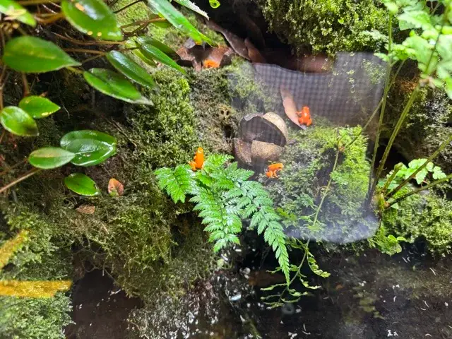 Strawberry poison-dart frogs
