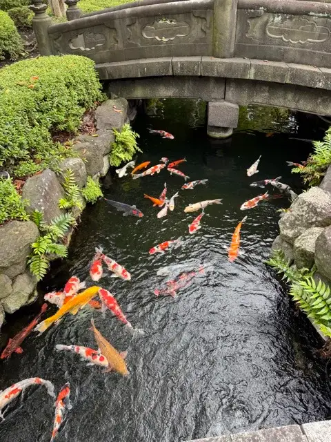 Carp in the pond at Senso-ji