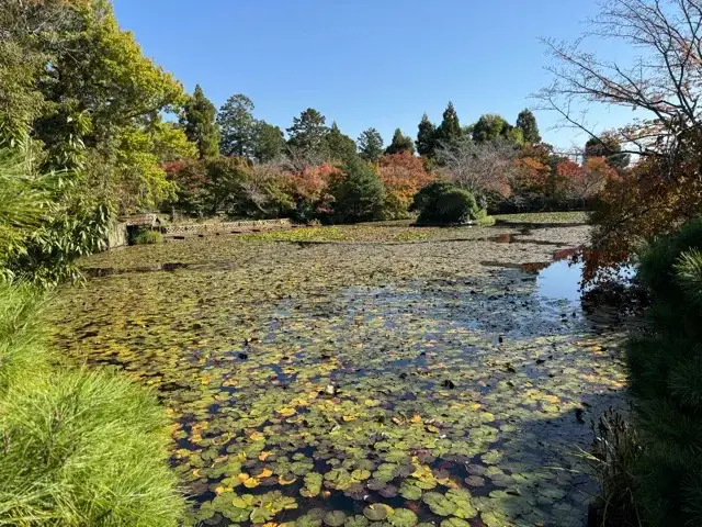 Lily-covered portion of the pond at Ryoan-ji Temple