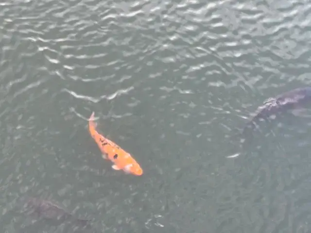 A fish in the inner mote of Nijo Castle