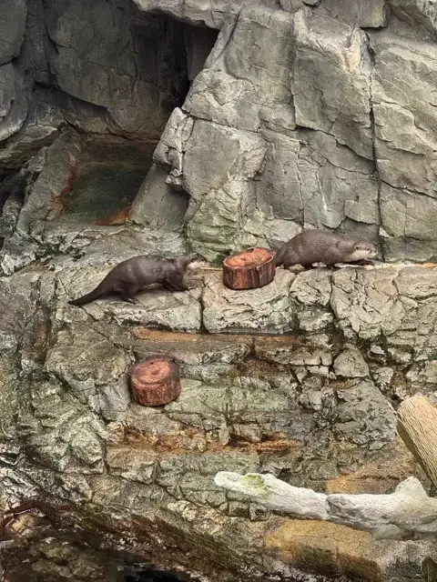 Asian small clawed otter at the Osaka Aquarium