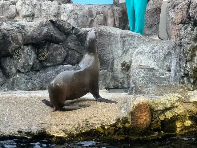 California sea lion at the Osaka Aquarium