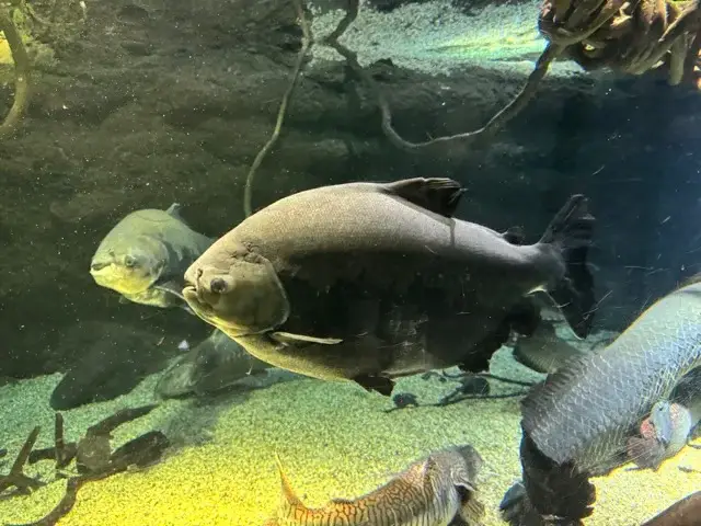Sorry, I don't know what kind of fish this is. I thought it was cute