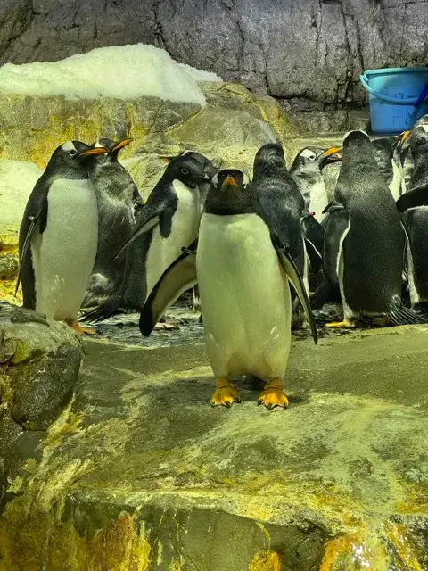 Antarctica penguins at the Osaka Aquarium