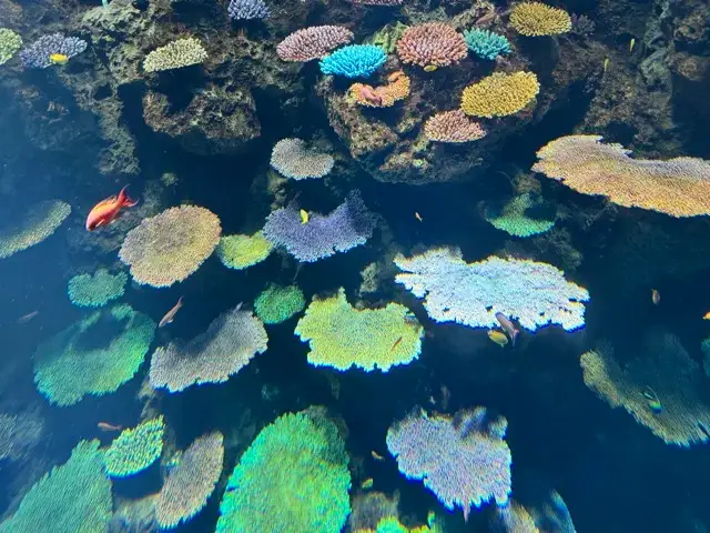 The Great Barrier Reef. Not really. It's part of an exhibit at the Osaka Aquarium.