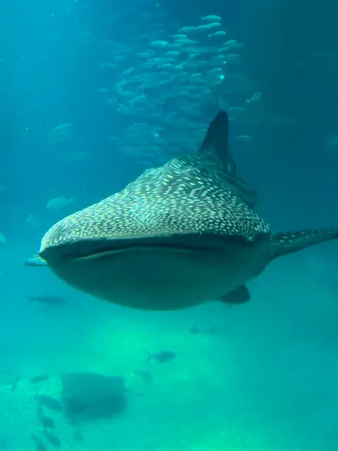 Whale shark