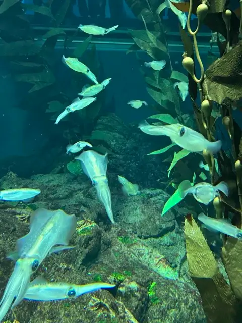 bigfin reef squid