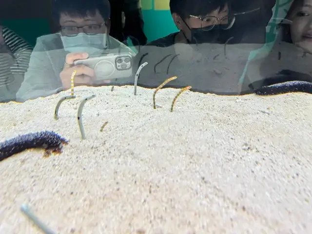 Spotted garden eels