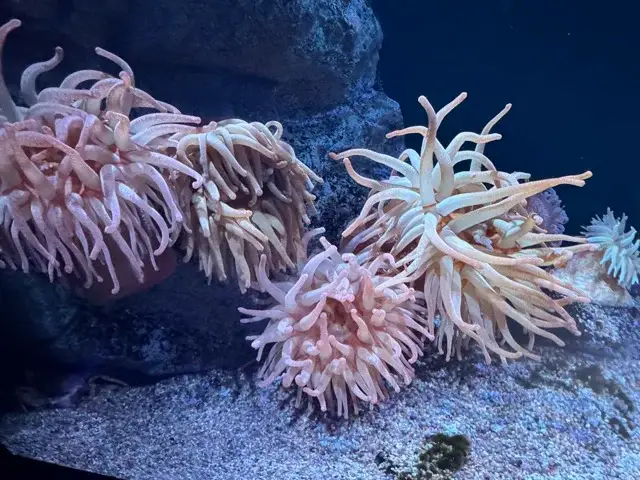 Crimson anemone