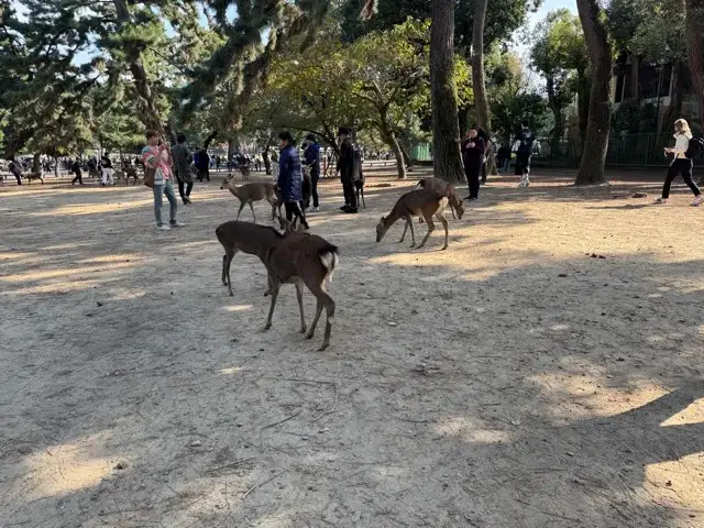 More of the Nara deer