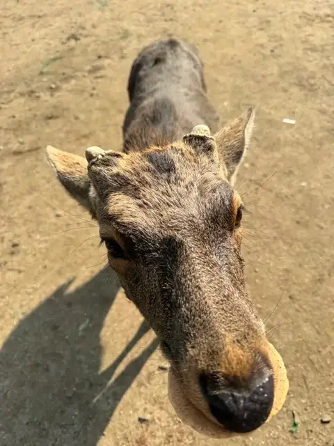 A Nara deer that graciously accepted my food offering.
