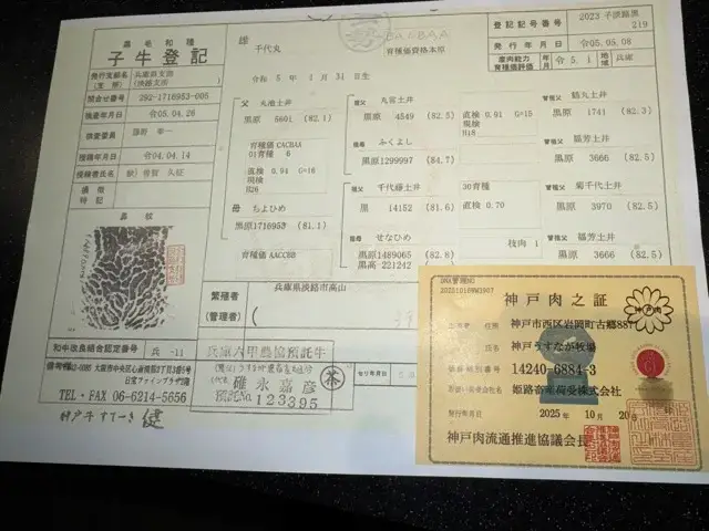 My hunk of beef's pedigree