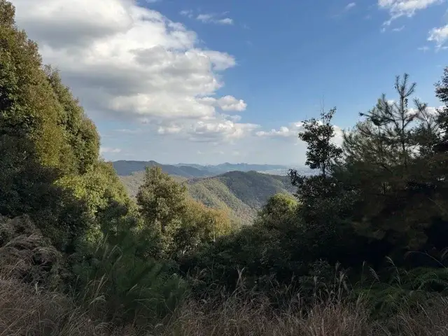 A view from a clearing by the road