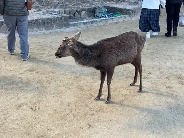 One of the many deer on Miyajima Island