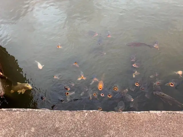 Open-mouthed fish in the Nagoya Castle's moat