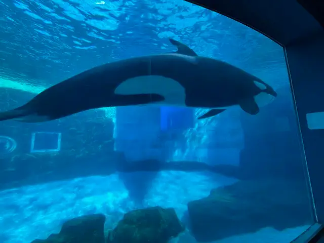 Orca at Nagoya Aquarium