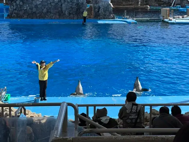Trainer and dolphins at the show