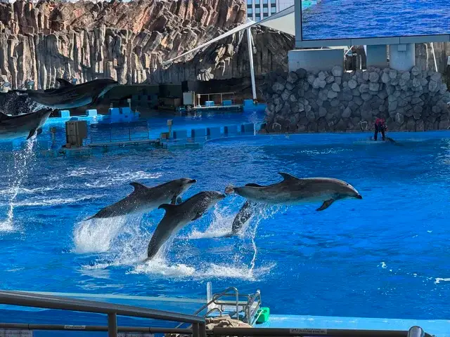 Dolphins doing leaps at the show