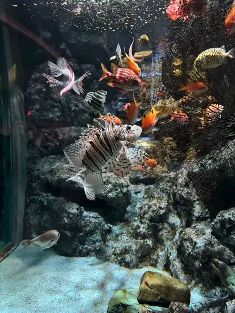 Tropical fish at the Nagoya Aquarium