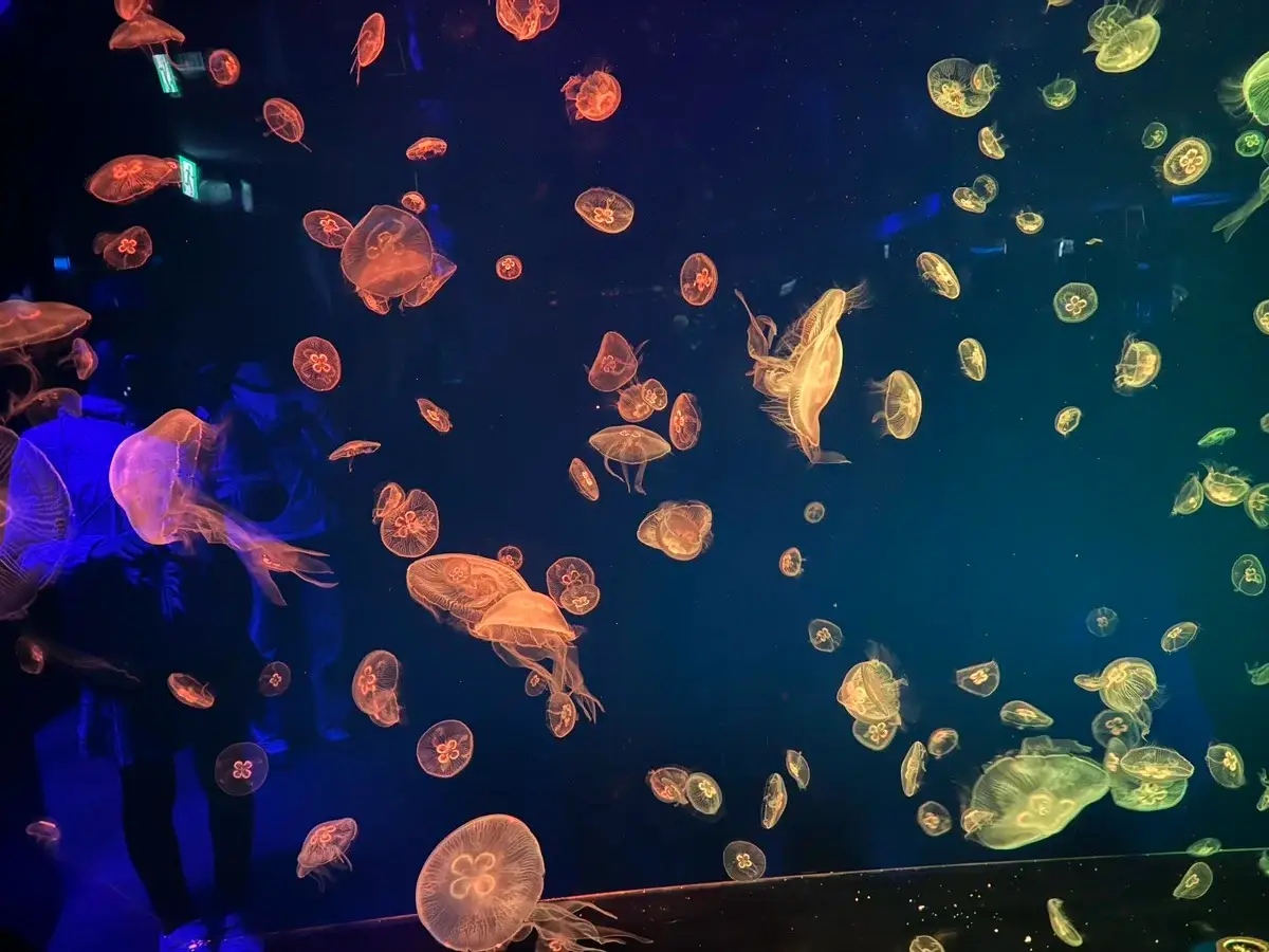 Jellyfish at Nagoya Aquarium