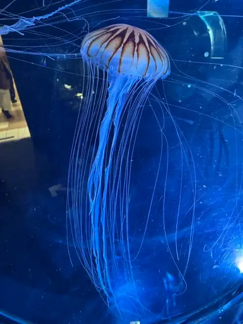 Jellyfish at Nagoya Aquarium