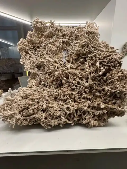 Coral at the natural history museum
