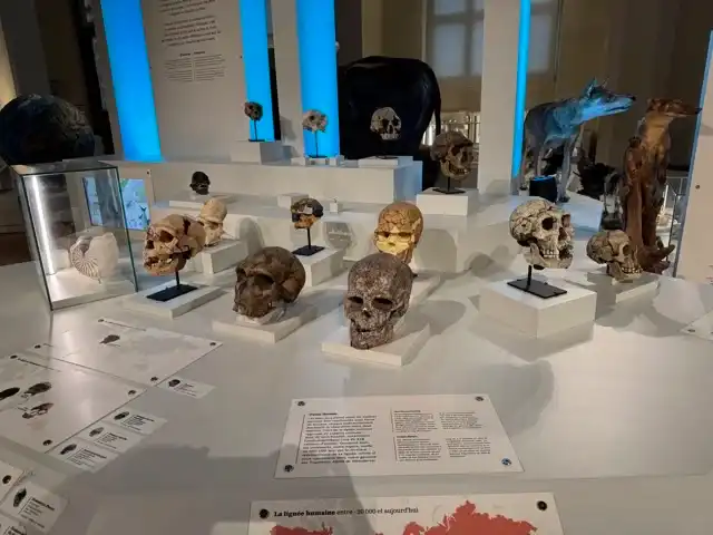 Skulls