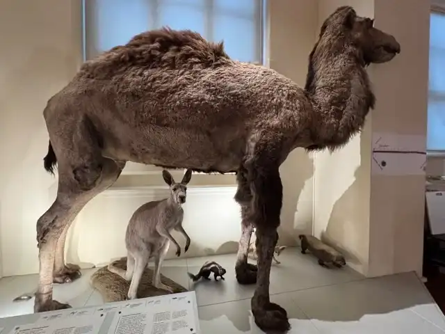 Stuffed animals, grouped solely to display the commonality of insulation across varying species