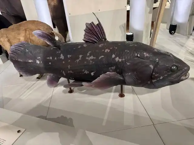 A stuffed fish at the natural history museum