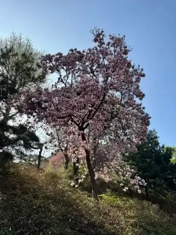 Cherry blossoms on the way up Namsan