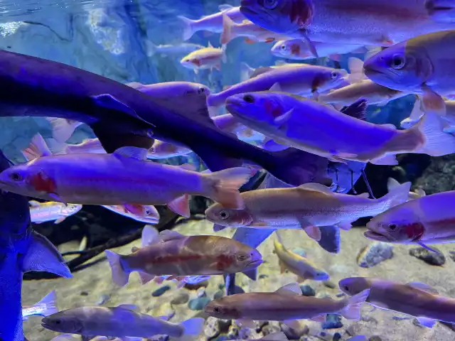 A plethora of fish at the Lotte World Aquarium